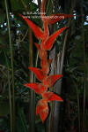 Heliconia vellerigera 'Zamora Giant'